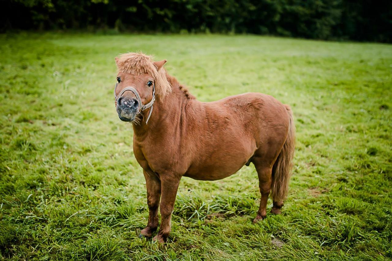 Agroturystyka Natura Pilchowice Esterno foto
