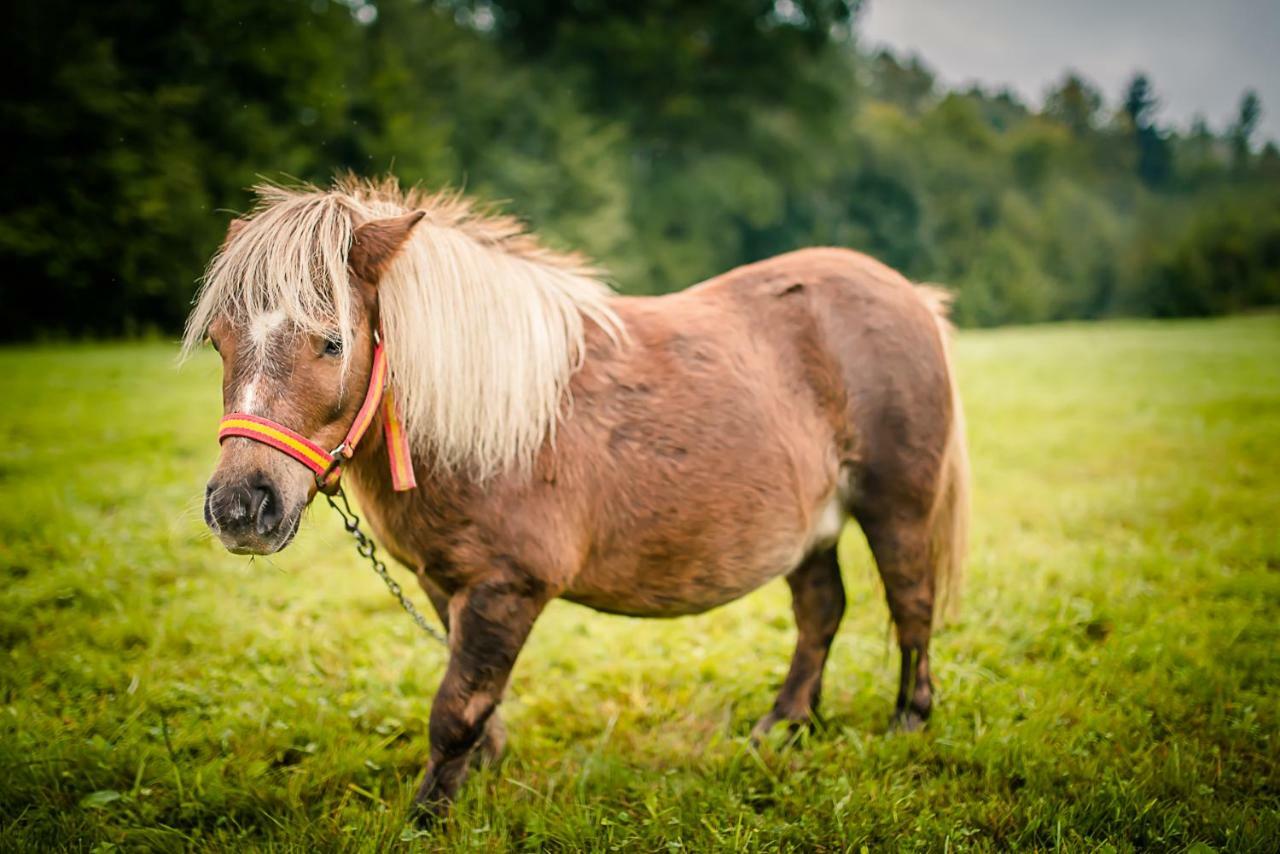Agroturystyka Natura Pilchowice Esterno foto