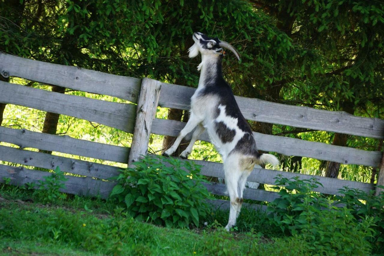 Agroturystyka Natura Pilchowice Esterno foto